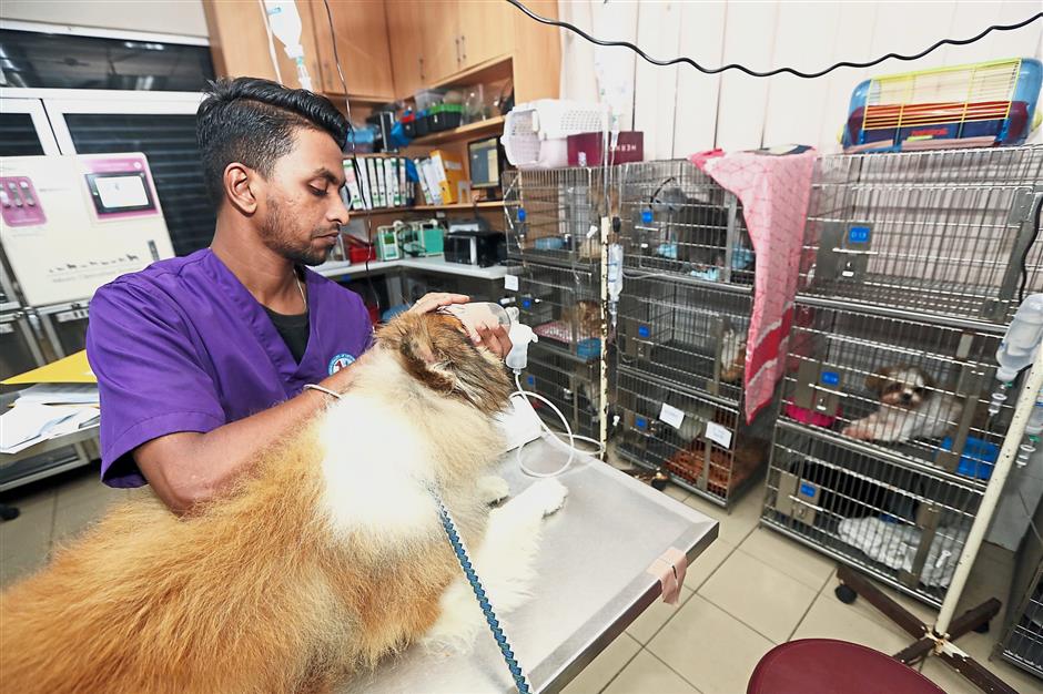 Read more about the article Animal doctors needed